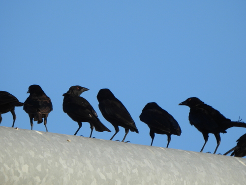 Bronzed Cowbird