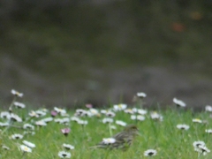Serinus serinus