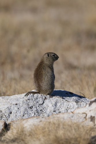 Belding's Ground Squirrel observed by decoyhedgehog