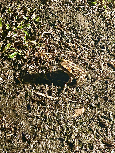 Cane Toad