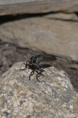 iNaturalist observation photo of Asilinae