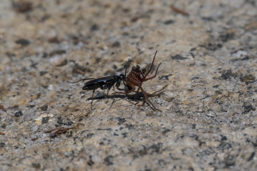 iNaturalist observation photo of Spider Wasps