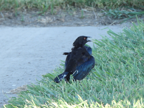 Bronzed Cowbird