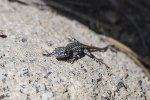 iNaturalist observation photo of Spiny Lizards