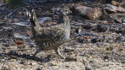 iNaturalist observation photo of Sooty Grouse