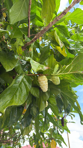 Noni