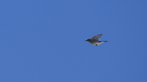 iNaturalist observation photo of Mountain Bluebird