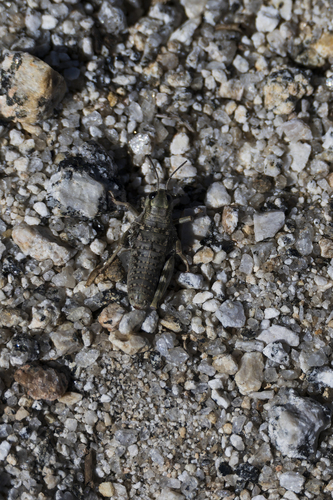 iNaturalist observation photo of Podismini