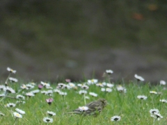 Serinus serinus