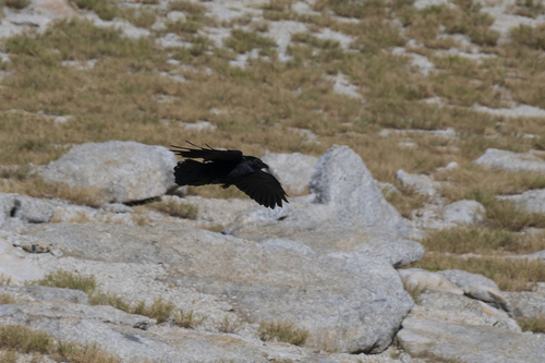 iNaturalist observation photo of Common Raven
