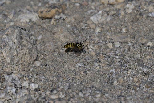 iNaturalist observation photo of Ground Yellowjackets