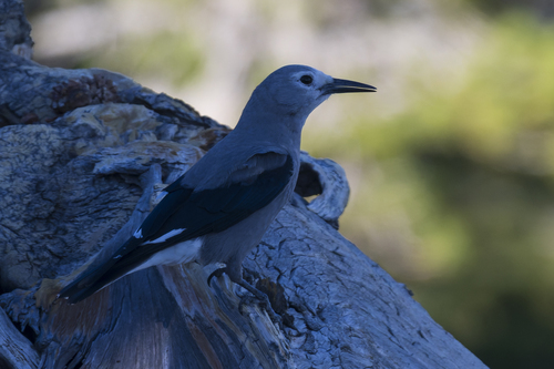 iNaturalist observation photo of Clark's Nutcracker