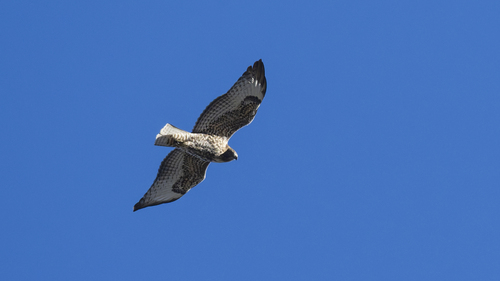 iNaturalist observation photo of Red-tailed Hawk