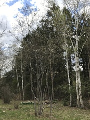 Amelanchier canadensis