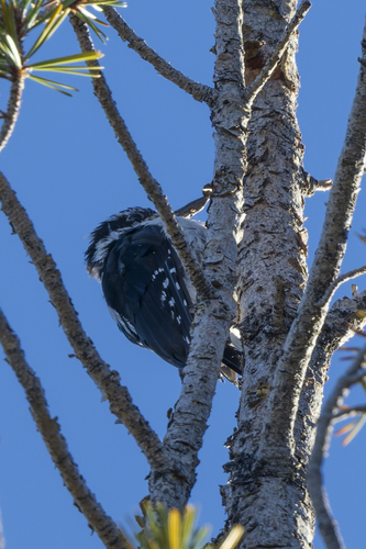 iNaturalist observation photo of Hairy Woodpecker
