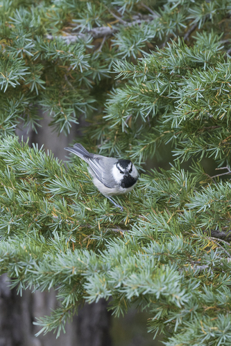 iNaturalist observation photo of Mountain Chickadee