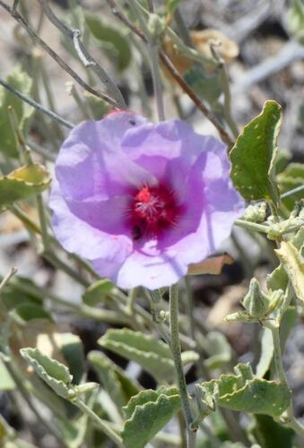 Rock Hibiscus