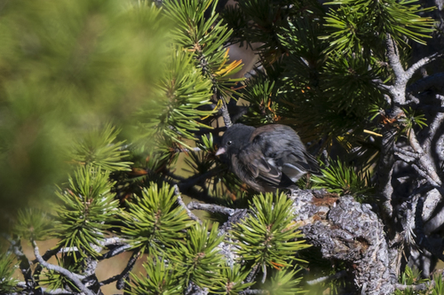 iNaturalist observation photo of Dark-eyed Junco
