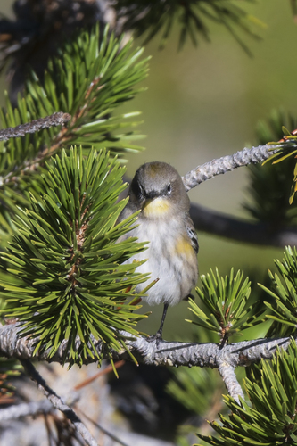 iNaturalist observation photo of Yellow-rumped Warbler