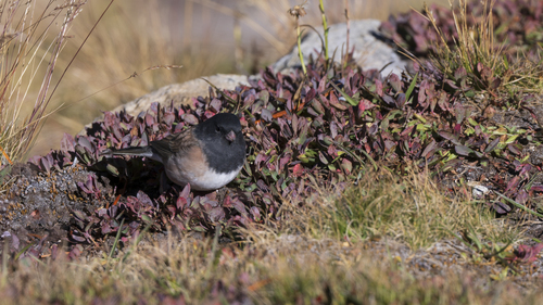 iNaturalist observation photo of Dark-eyed Junco