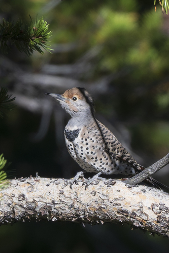 iNaturalist observation photo of Northern Flicker