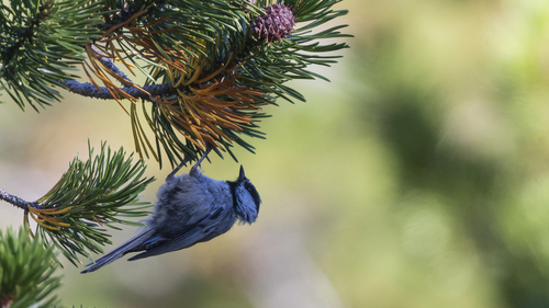 iNaturalist observation photo of Mountain Chickadee