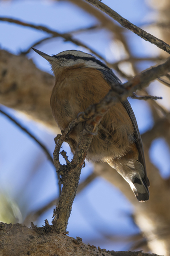 iNaturalist observation photo of Red-breasted Nuthatch