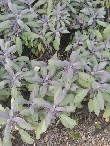 garden sage