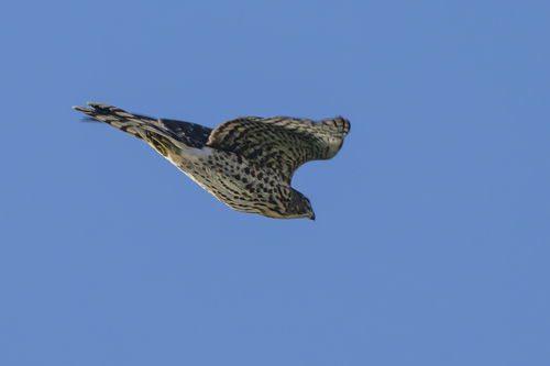 iNaturalist observation photo of American Goshawk