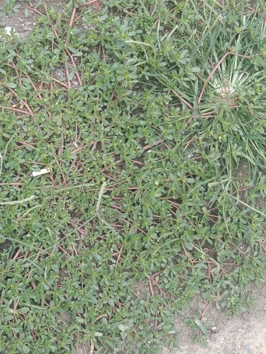 Common Purslane