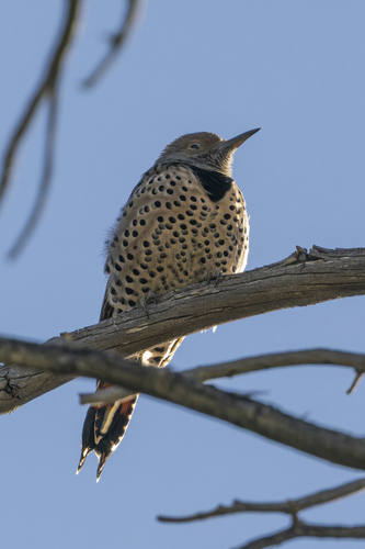 iNaturalist observation photo of Northern Flicker