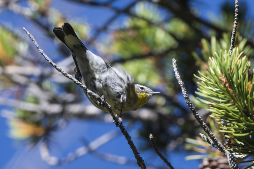 iNaturalist observation photo of Yellow-rumped Warbler