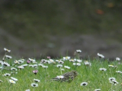 Serinus serinus
