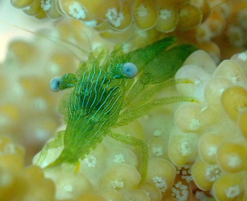 Coralliocaris graminea observed 2026-09-09