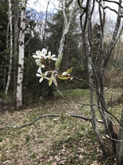 Amelanchier canadensis