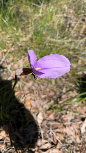 Patersonia occidentalis, photograph 4