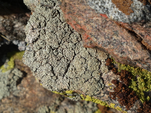 Green Rock-Posy