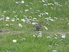 Serinus serinus