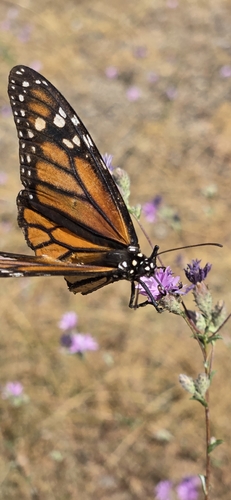 iNaturalist observation photo of Monarch