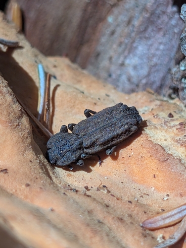 Phellopsis porcata