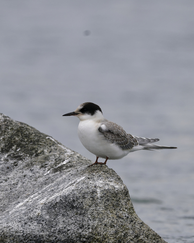 iNaturalist image