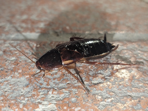 Turkestan Cockroach