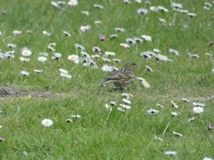 Serinus serinus