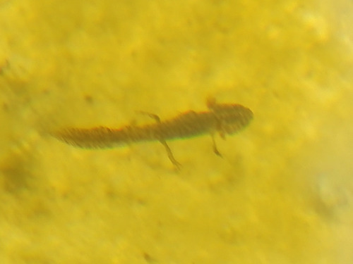 Teichmolch