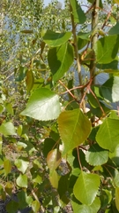 Populus nigra