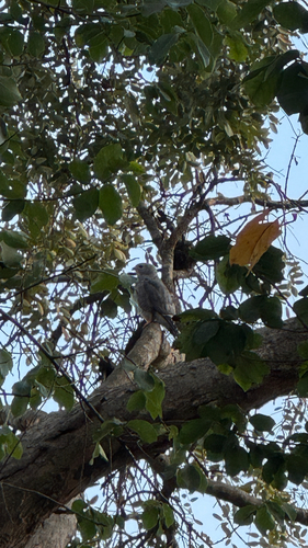 Lizard Buzzard