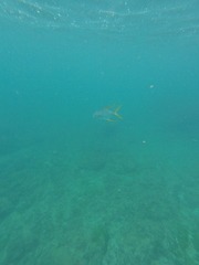 Trachinotus rhodopus