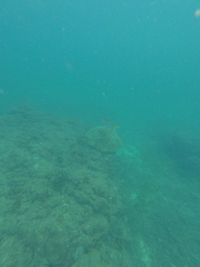 Trachinotus rhodopus
