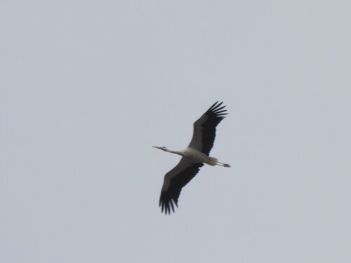 iNaturalist image