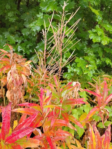 fireweed